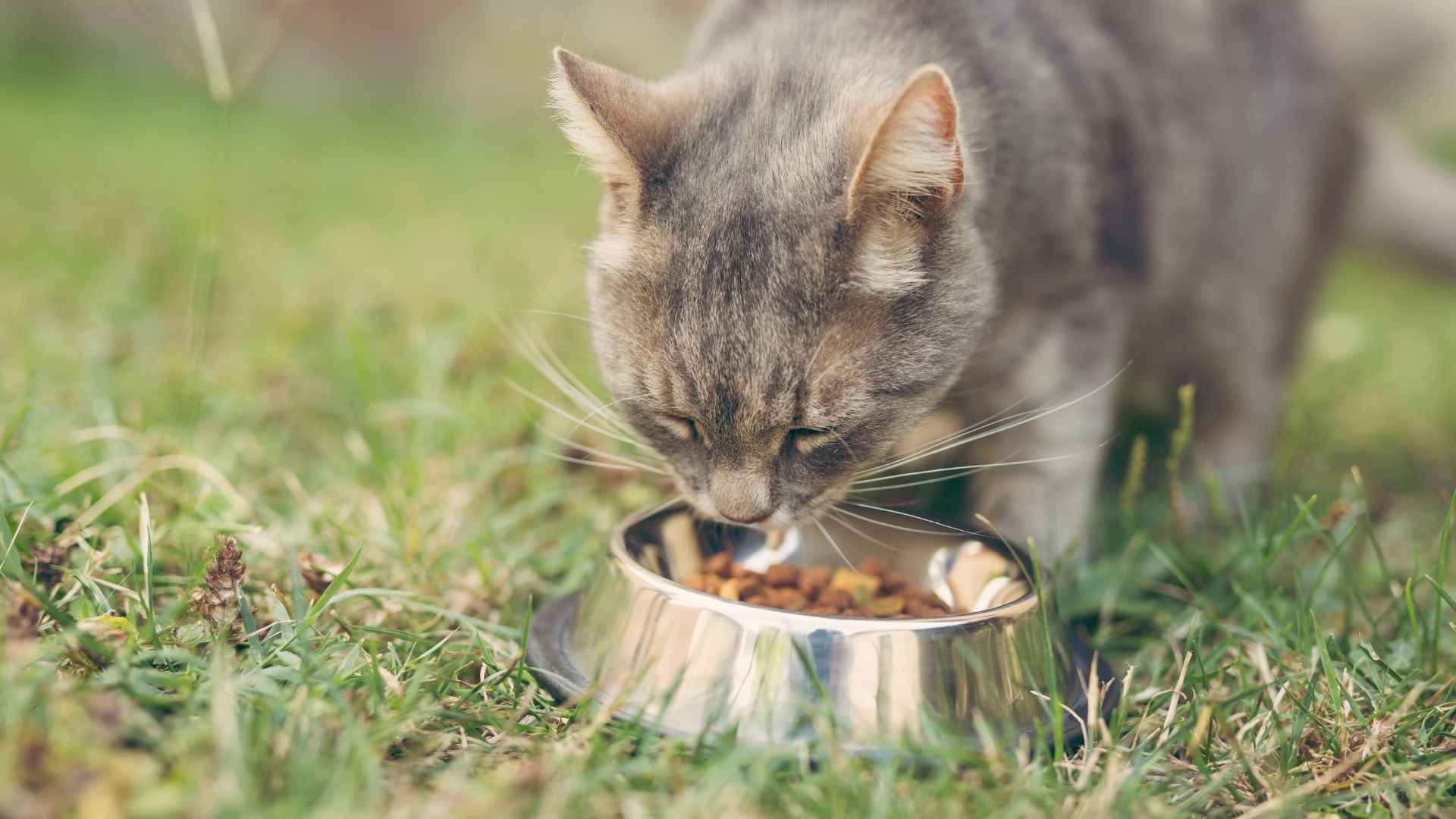 gato adulto comiendo